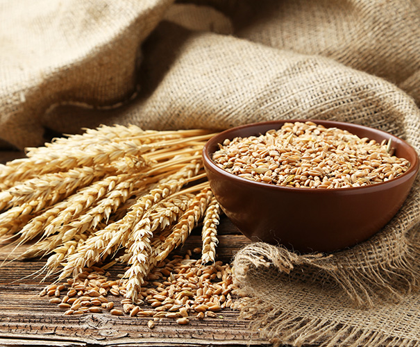 Grains and Feeds