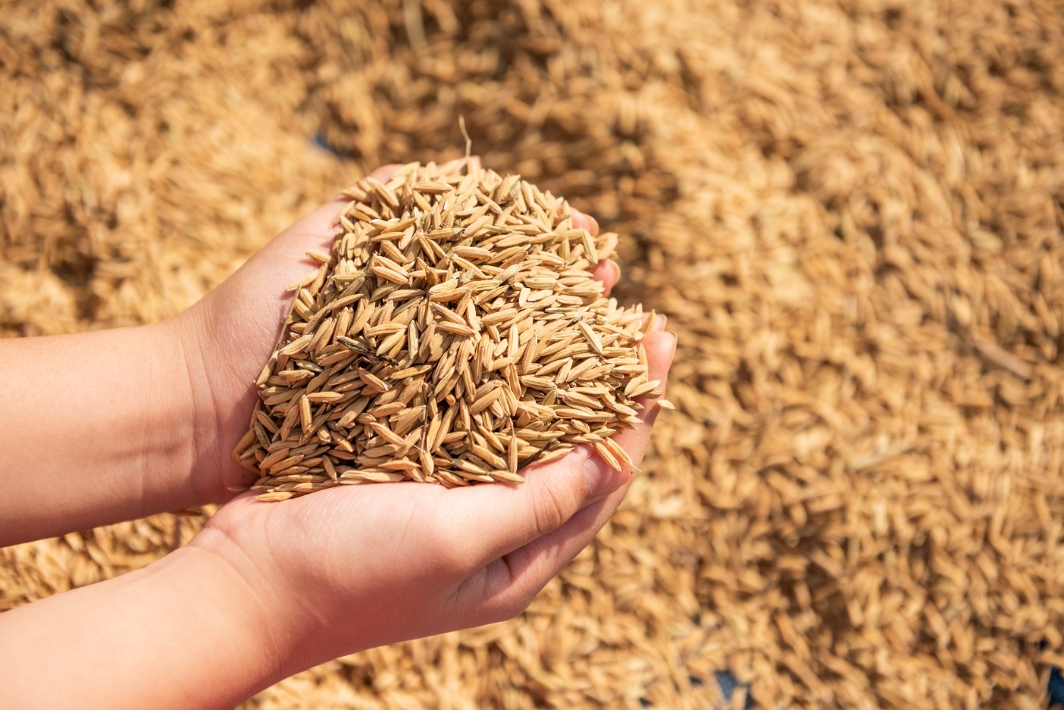 Cereal Grain Handling