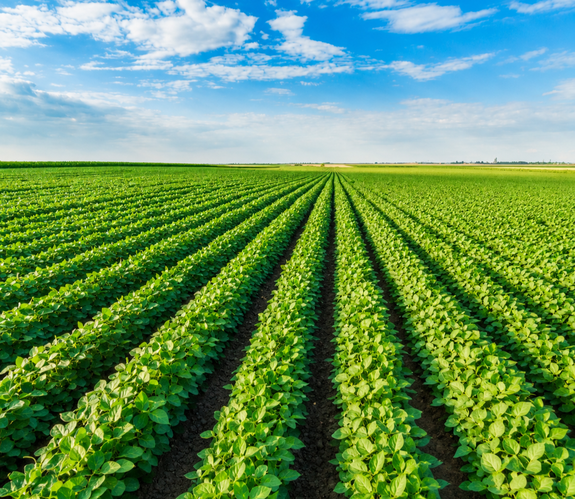 Premium Agricultural Crops